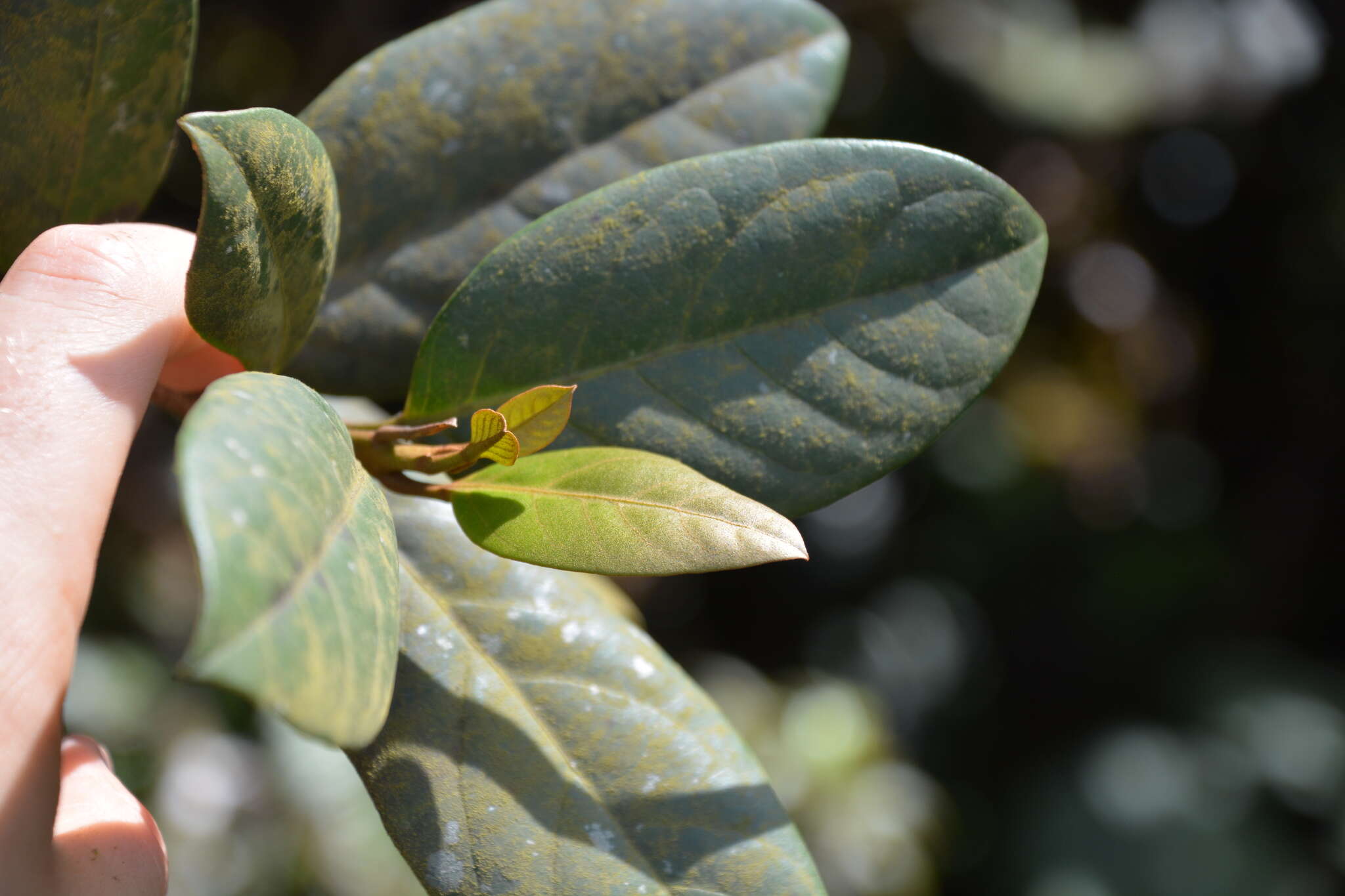 Image de Tabebuia rigida Urb.