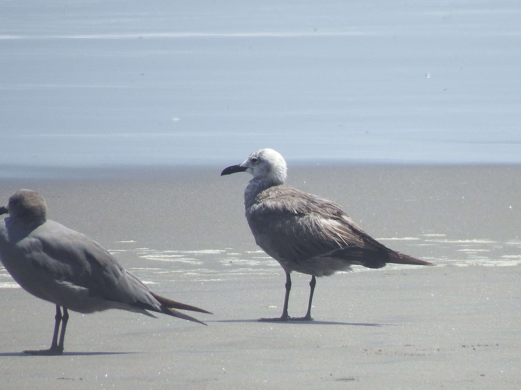 Image of Grey Gull