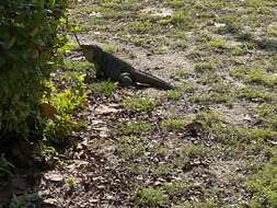 Image of Cayman Island Ground Iguana