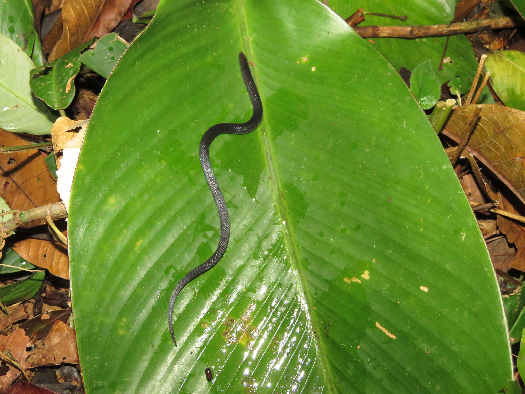 Geophis brachycephalus (Cope 1871) resmi