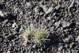 Plancia ëd Festuca auriculata Drobow