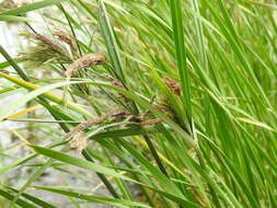 Cyperus nutans Vahl的圖片