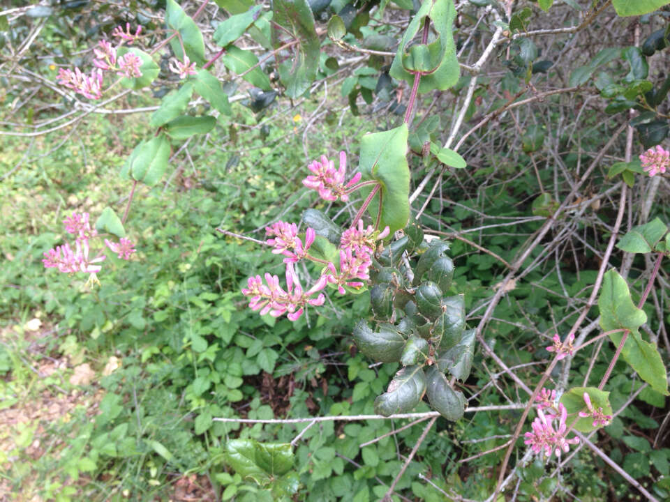 Image of pink honeysuckle