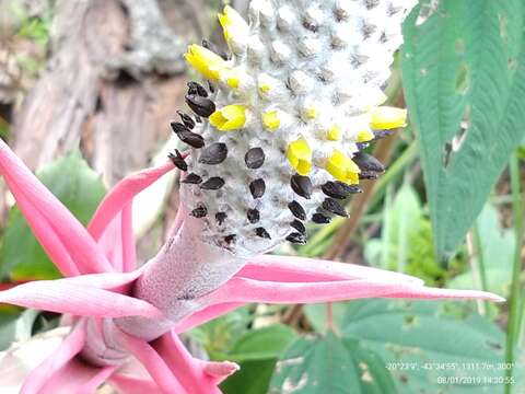 Image of Aechmea bromeliifolia (Rudge) Baker ex Benth. & Hook. fil.