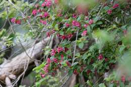 Image of crimson weigela