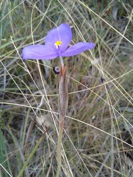 Image of Patersonia sericea R. Br.