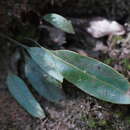 Imagem de Elaphoglossum angulatum (Bl.) Moore