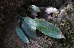 Image of Elaphoglossum angulatum (Bl.) Moore