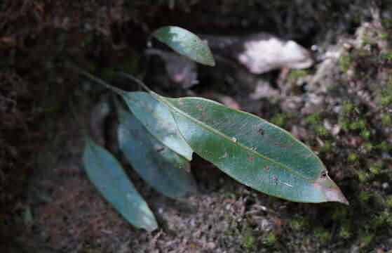 Image of Elaphoglossum angulatum (Bl.) Moore