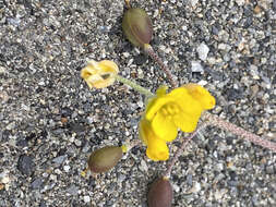 Image of arctic bladderpod