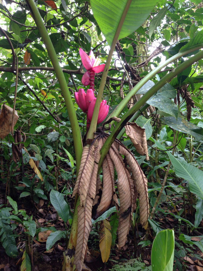 Image of hairy banana