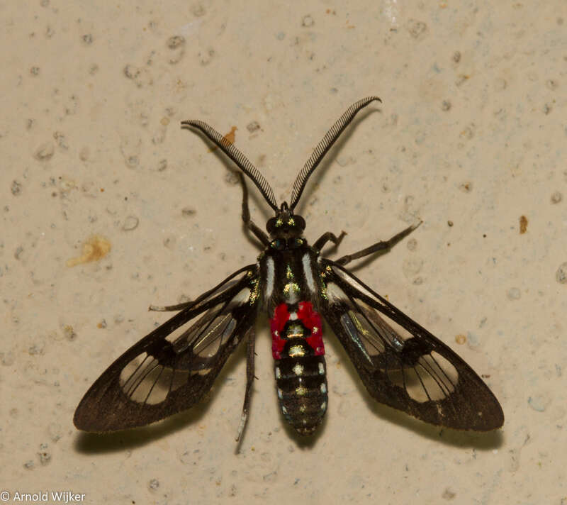 Image de Poecilosoma eone Hübner 1827