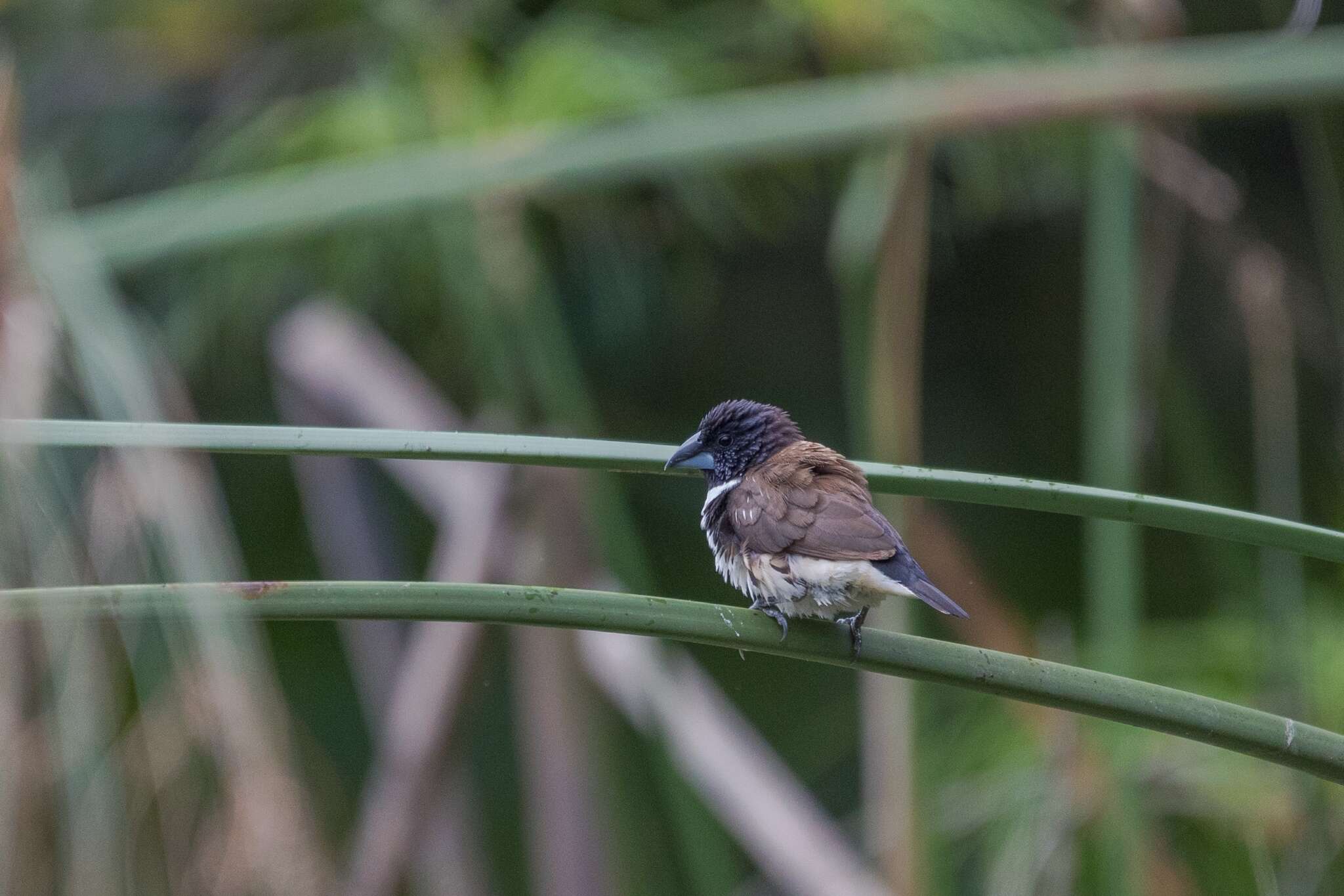 Image of Magpie Mannikin