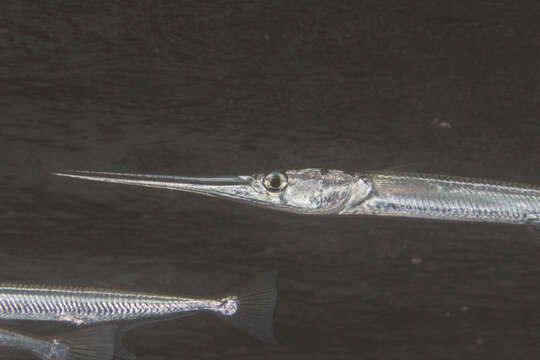 Image of Reef needlefish