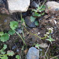 Image of heartleaf saxifrage