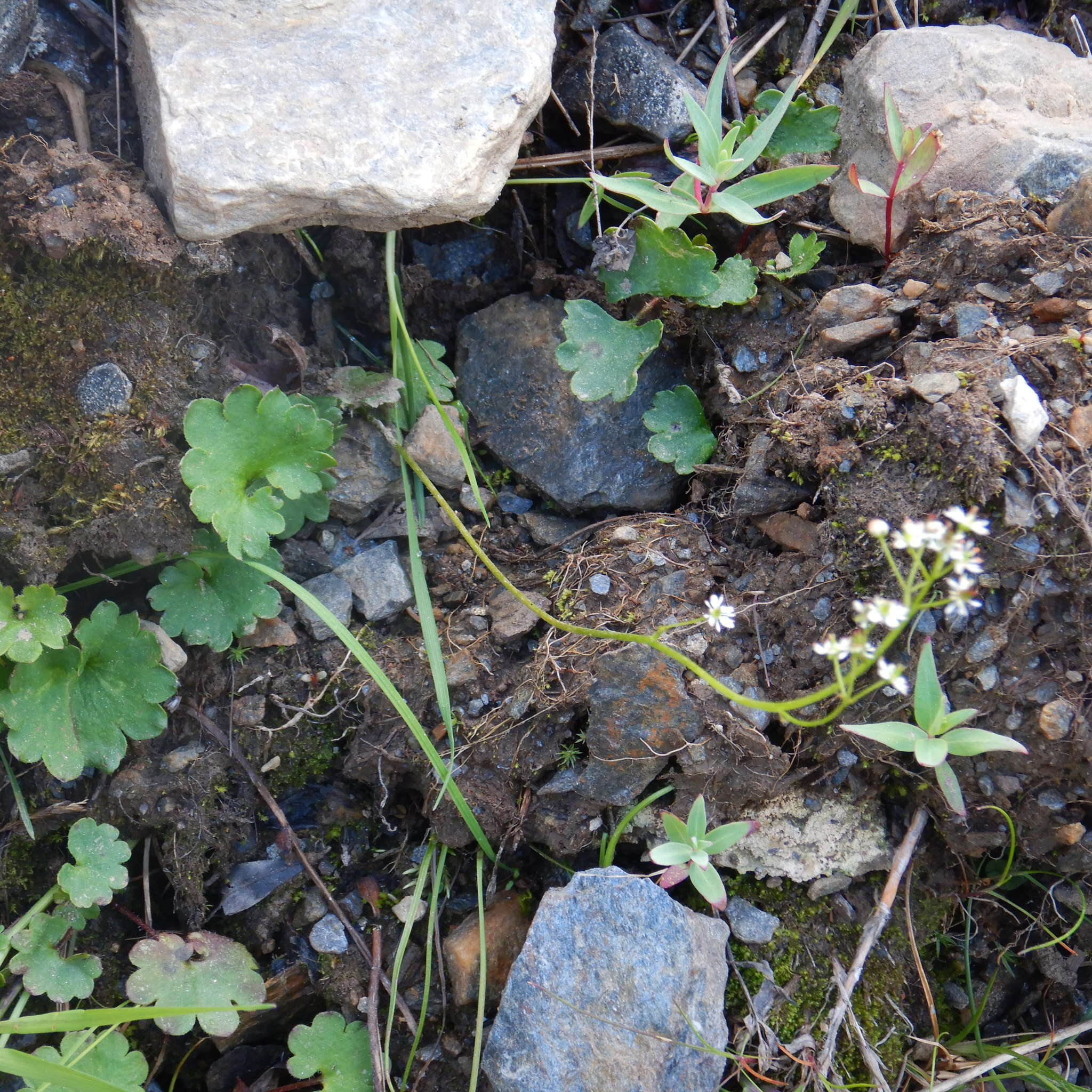 Image of heartleaf saxifrage