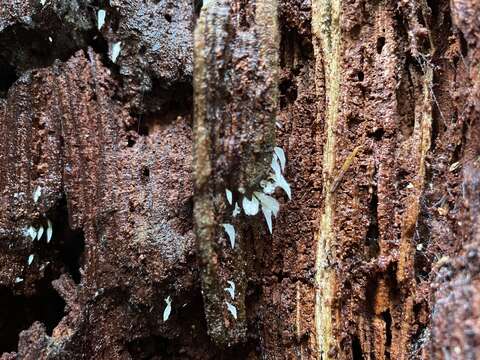 Image of Mucronella fusiformis (Kauffman) K. A. Harrison 1972