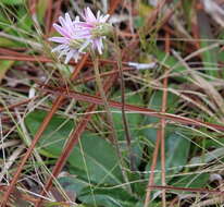 Chaptalia tomentosa Vent.的圖片