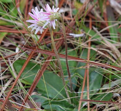 Chaptalia tomentosa Vent.的圖片