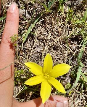 Imagem de Zephyranthes americana (Hoffmanns.) Ravenna