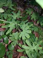 Image of American climbing fern