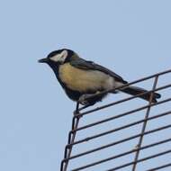 Image of Parus major niethammeri Jordans 1970