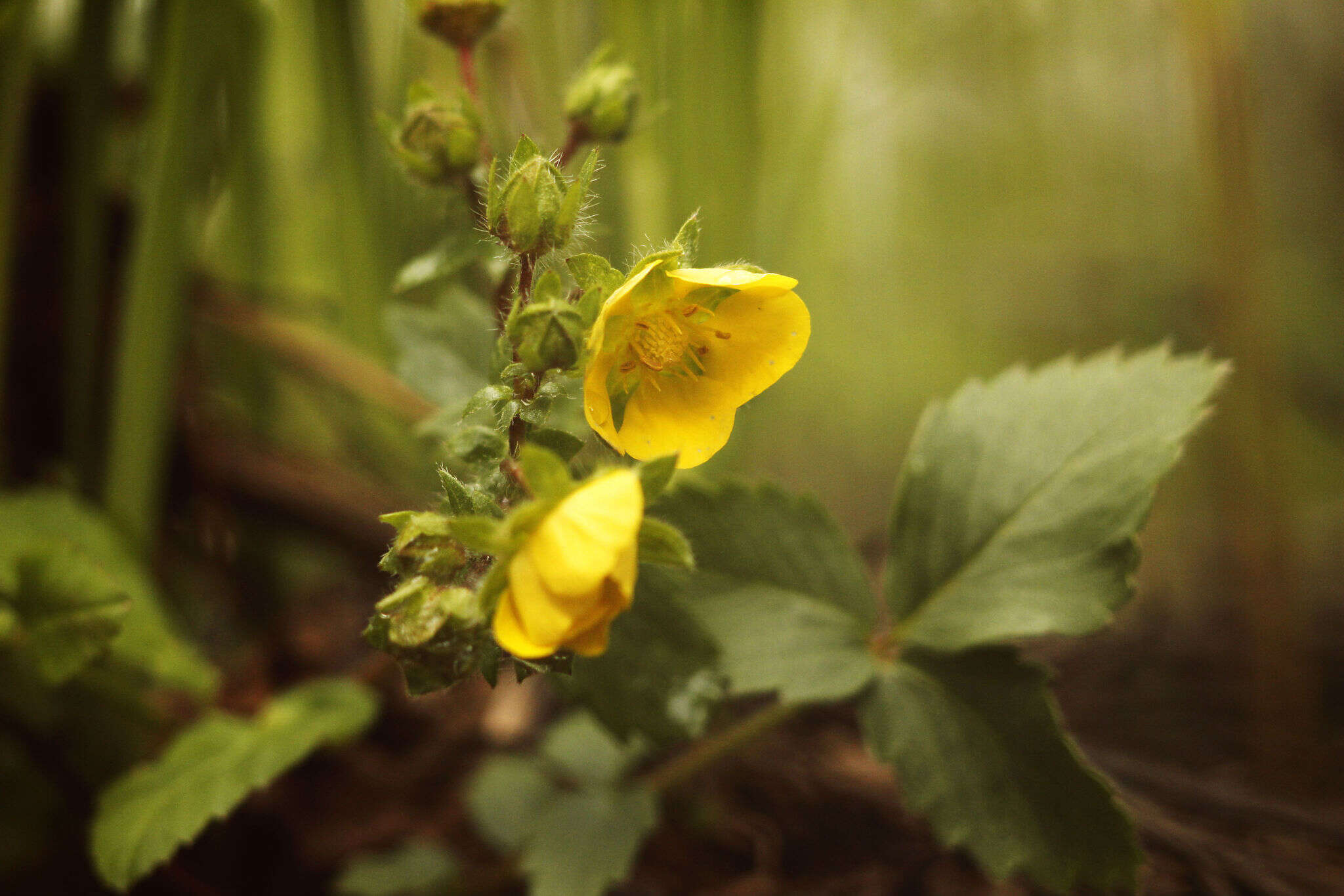 صورة Potentilla fragarioides L.