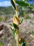 Image of Echeveria paniculata A. Gray