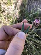 Image of longstalk clover