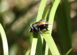 Image of Bombus butteli Friese 1903