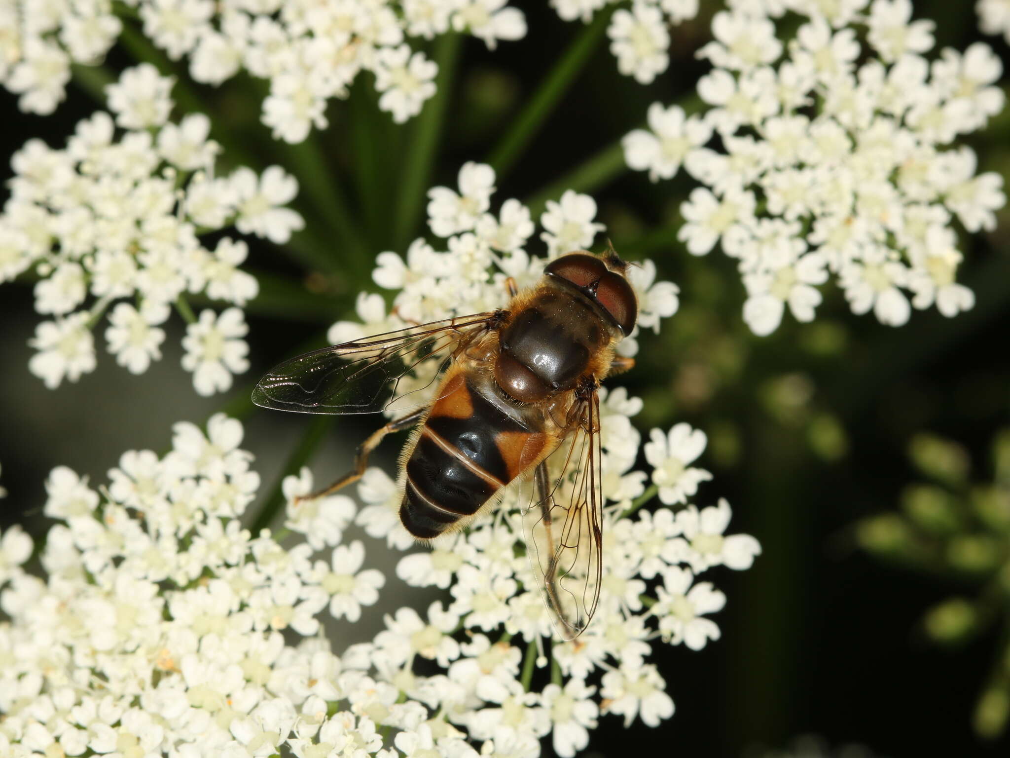 Image of Eristalis pertinax (Scopoli 1763)