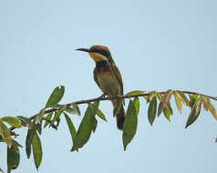 Image of Blue-breasted Bee-eater