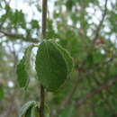 Sivun Bernardia viridis Millsp. kuva