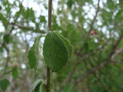 Bernardia viridis Millsp.的圖片