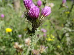 Image de Carduus carpetanus Boiss. & Reut.