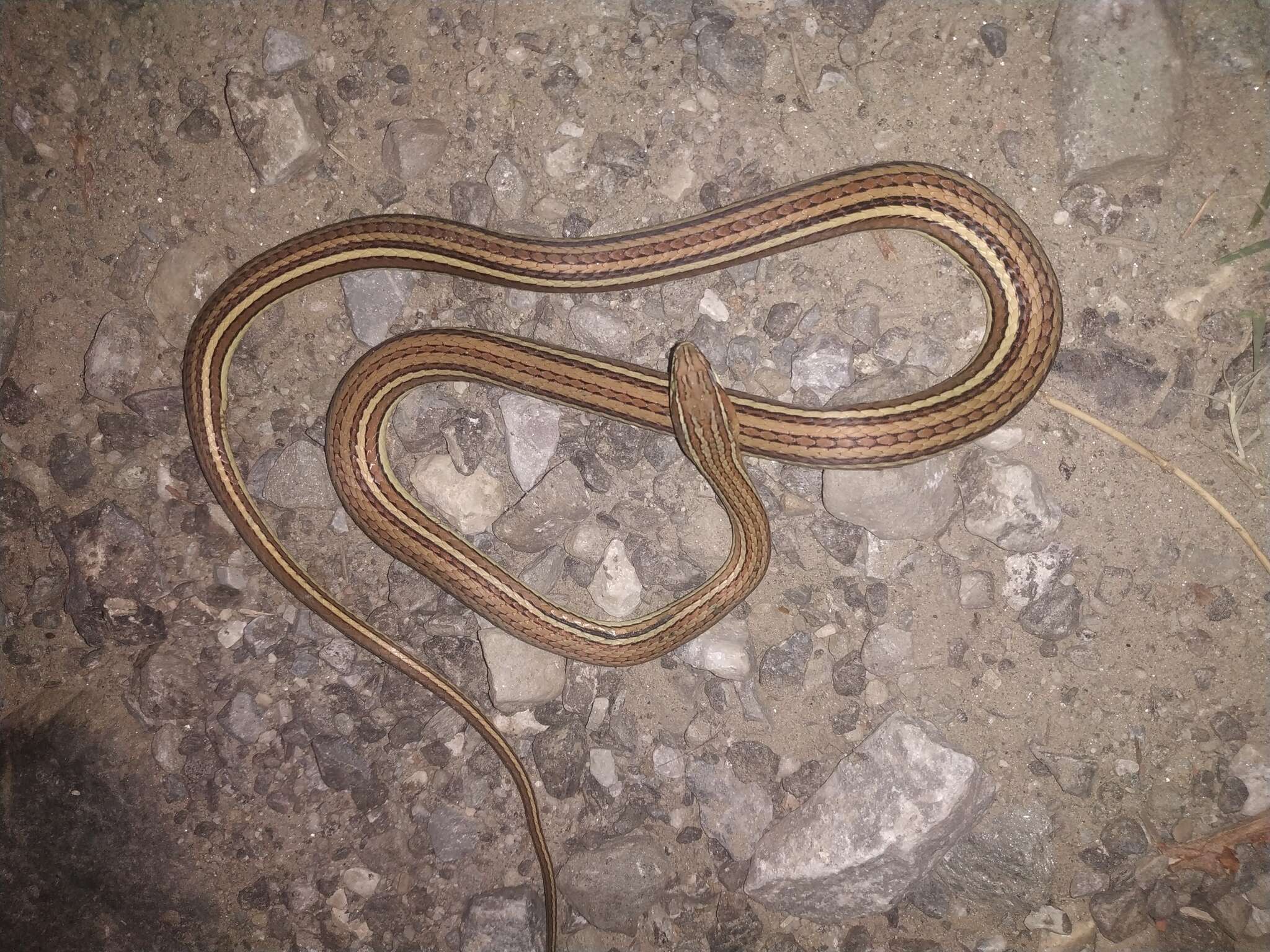 Image of Condanarous Sandsnake