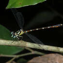 Image of Rhinagrion hainanense Wilson & Reels 2001