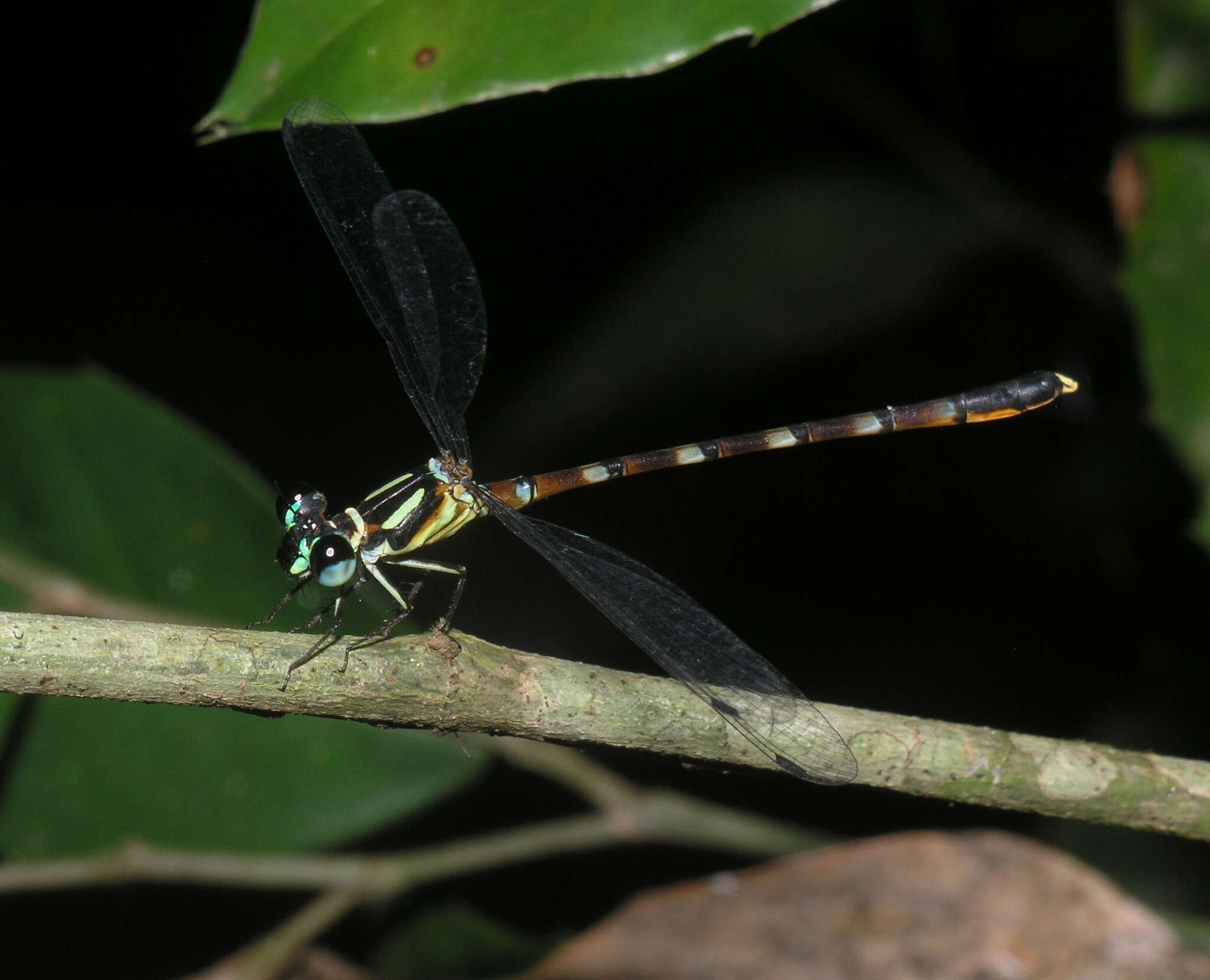 Image of Rhinagrion hainanense Wilson & Reels 2001