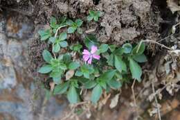 Image de Silene acutifolia Link ex Rohrb.