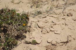 Image of Golden Fringe-fingered Lizard