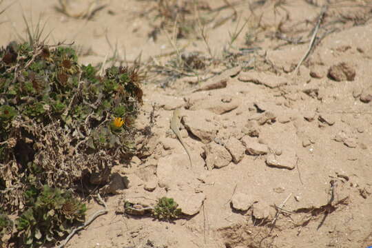 Image of Golden Fringe-fingered Lizard