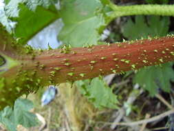 Image of Chilean gunnera