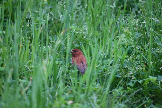 Image of Chestnut Bunting