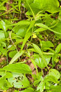 Image of Small cow-wheat