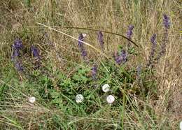 Imagem de Salvia nemorosa subsp. pseudosylvestris (Stapf) Bornm.