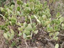 Image of <i>Cotyledon <i>barbeyi</i></i> var. barbeyi