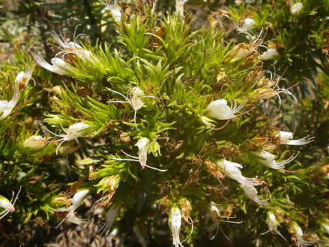 Plancia ëd Echium aculeatum Poir.