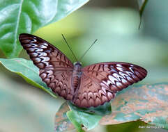 Image of Malay Viscount