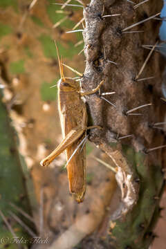 Image of Schistocerca cohni Song & H. 2006