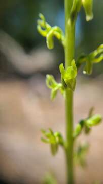 Image of Coleman's piperia